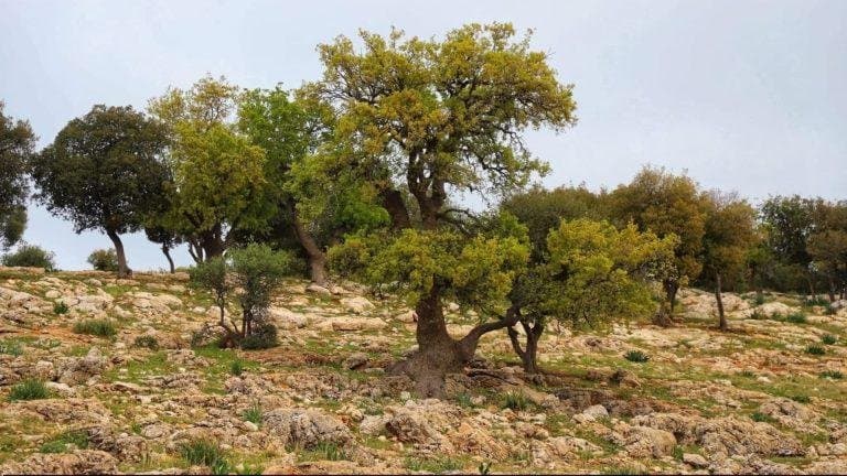 شجرة الملّول في عجلون .. ركيزة التنوع الحيوي وإرث بيئي متجدد