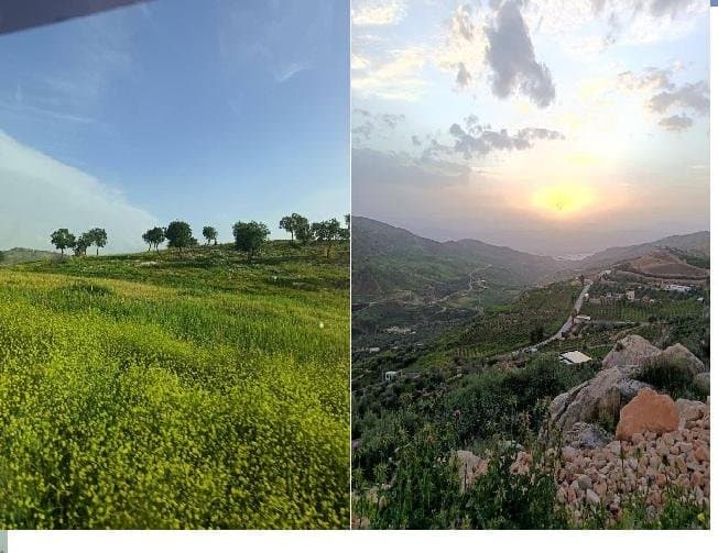 مرج زبيد راجب …. بساط أخضر يعكس جمال عجلون