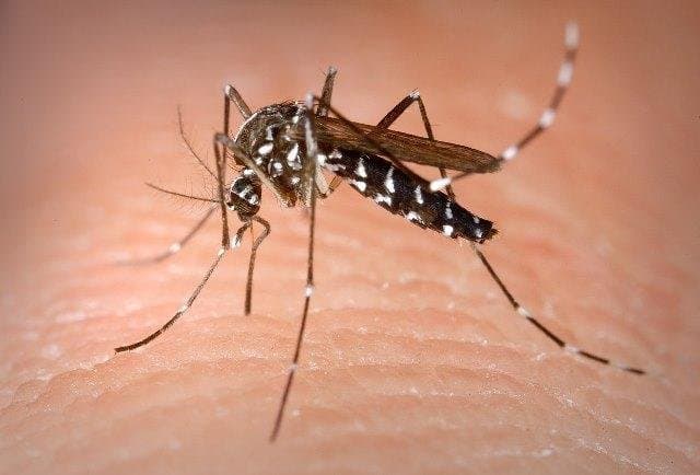 صيف بلا لدغات.. خبراء يكشفون 5 طرق ذكية للوقاية من البعوض