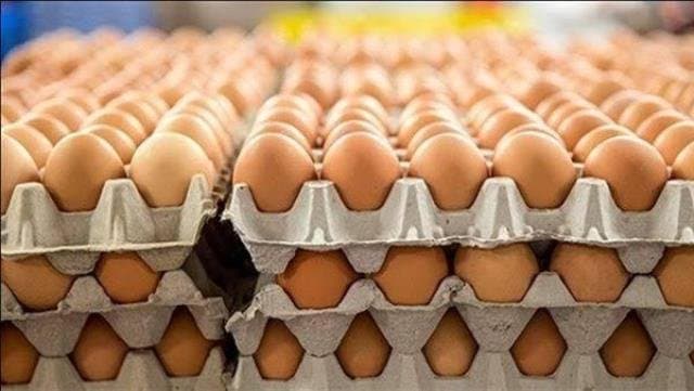 ارتفاع صادرات الأردن من البيض إلى 211 مليون بيضة