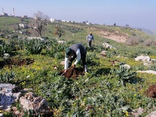 جمعية أصدقاء التراث الأردنية تباشر بزراعة ١٢٠ شجرة