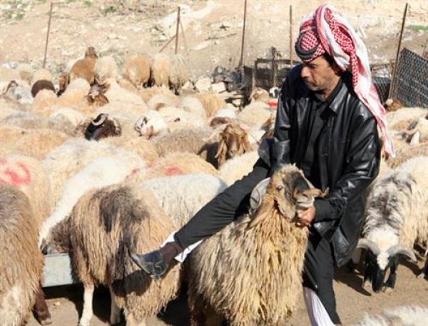 حماية المستهلك للمُضحين: اختاروا الممتلئة الناعمة ذات الرأس المرفوع